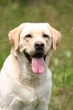 LABRADOR 1230